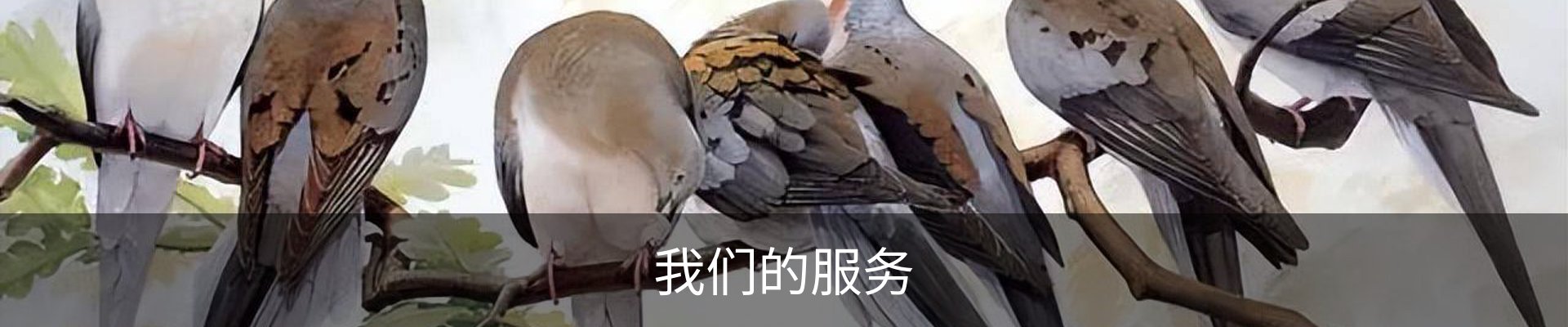 我们的服务